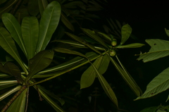 Image of Arawakia pithecobia