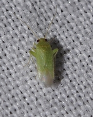 Orthotylus