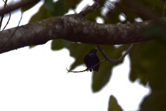Cyanomitra cyanolaema