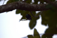 Cyanomitra cyanolaema