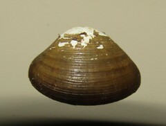 Sphaeriinae