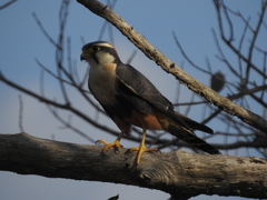 Falco femoralis