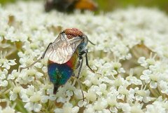 Chrysis viridula