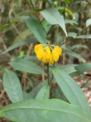 Caamembeca oxyphylla