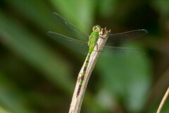 Erythemis vesiculosa