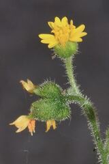 Trigonospermum annuum