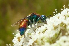 Chrysis viridula