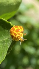 Neda tredecimsignata