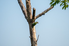 Psilopogon haemacephalus indicus