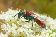 Chrysis viridula