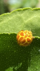 Neda tredecimsignata