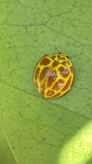 Neda tredecimsignata