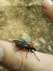 Bibio rufiventris