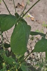 Trigonospermum annuum