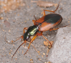 Anchomenus dorsalis