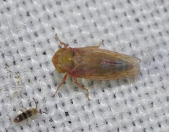 Neoaliturus tenellus