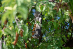 Callosciurus finlaysonii
