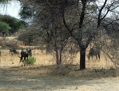 Connochaetes taurinus albojubatus