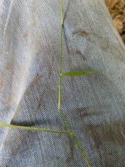 Panicum repens