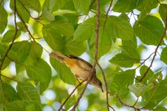 Pycnonotus conradi