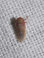 Neoaliturus tenellus