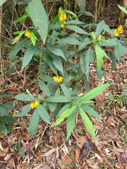 Caamembeca oxyphylla