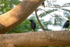 Acridotheres grandis