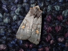 Adelphagrotis stellaris