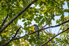 Dicrurus leucophaeus leucogenis