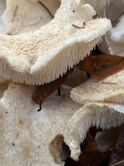 Hericium cirrhatum