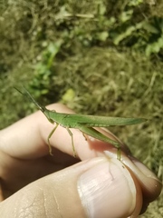 Atractomorpha sinensis