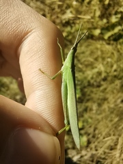 Atractomorpha sinensis