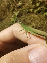 Atractomorpha sinensis