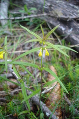 Melampyrum sylvaticum