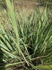 Tripsacum dactyloides