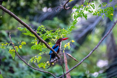 Halcyon smyrnensis perpulchra