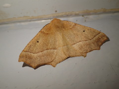 Tetracis jubararia