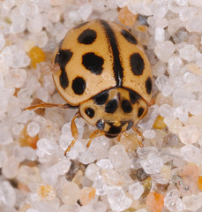 Tytthaspis sedecimpunctata