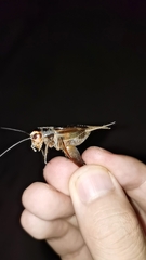 Teleogryllus emma