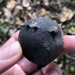 Andricus quercustozae