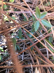 Vaccinium crassifolium