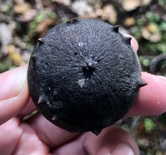 Andricus quercustozae