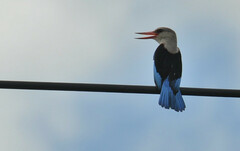 Halcyon leucocephala