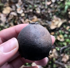 Andricus quercustozae