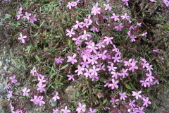 Saponaria ocymoides