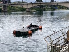 Chroicocephalus maculipennis