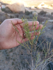 Baccharis sarothroides