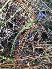 Symphyotrichum walteri