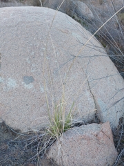 Aristida adscensionis