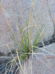 Aristida adscensionis